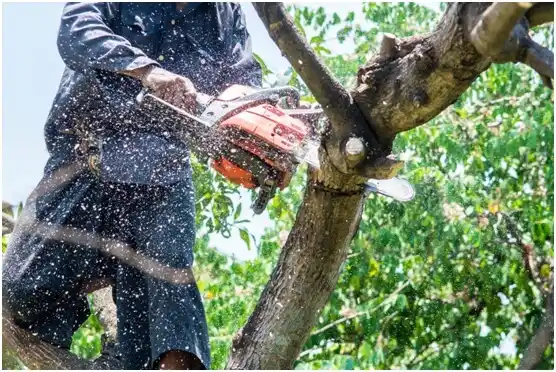 tree services Rheems